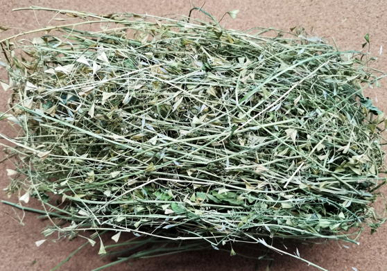 Пастушья сумка обыкновенная (Capsella bursa-pastoris)