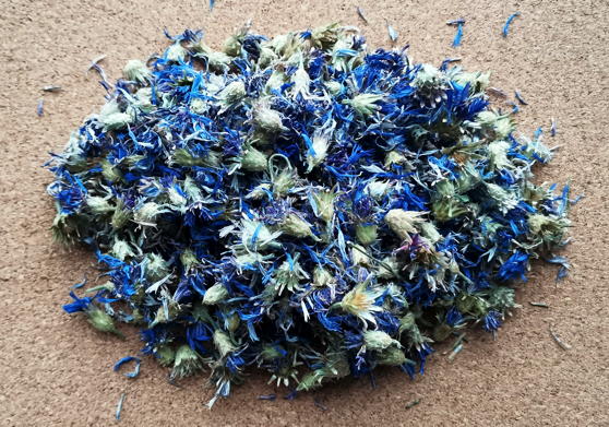 Василек синий (Centaurea cyanus)