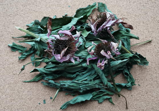 Эхинацея&nbsp;пурпурная (Echinacea purpurea)
