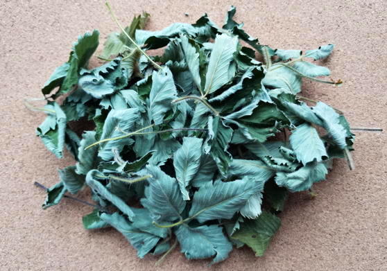 Земляника лесная (Fragaria vesca)