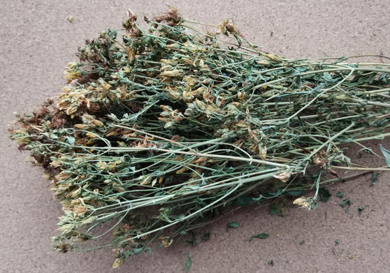 Зверобой продырявленный (Hypericum perforatum)