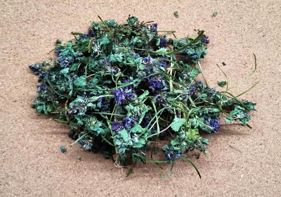 Яснотка пурпурная (Lamium purpureum)