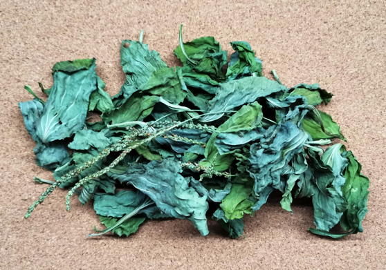 Подорожник большой (Plantago major)