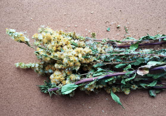 Золотарник обыкновенный (Solidago virgaurea)