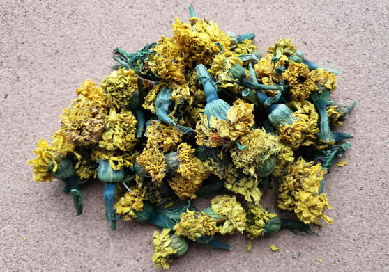 Бархатцы прямостоячие (Tagetes erecta)